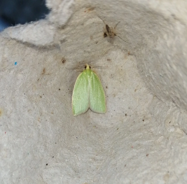 Tortrix viridana - tölgyilonca