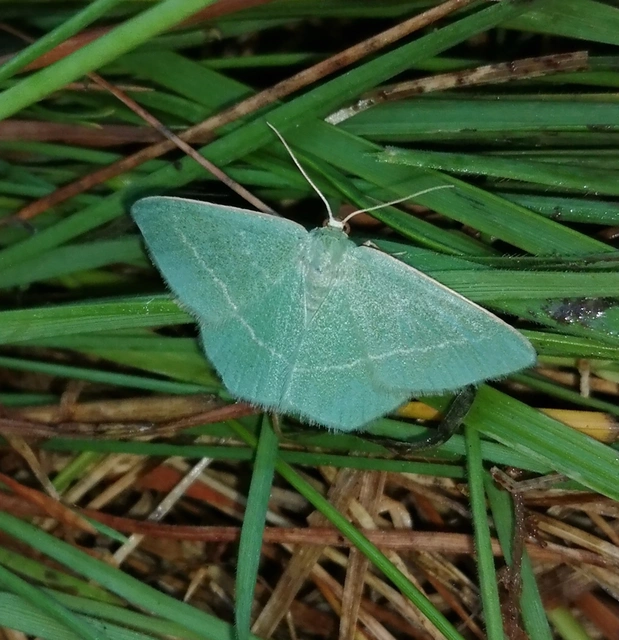 Chlorissa viridata - üdezöld araszoló