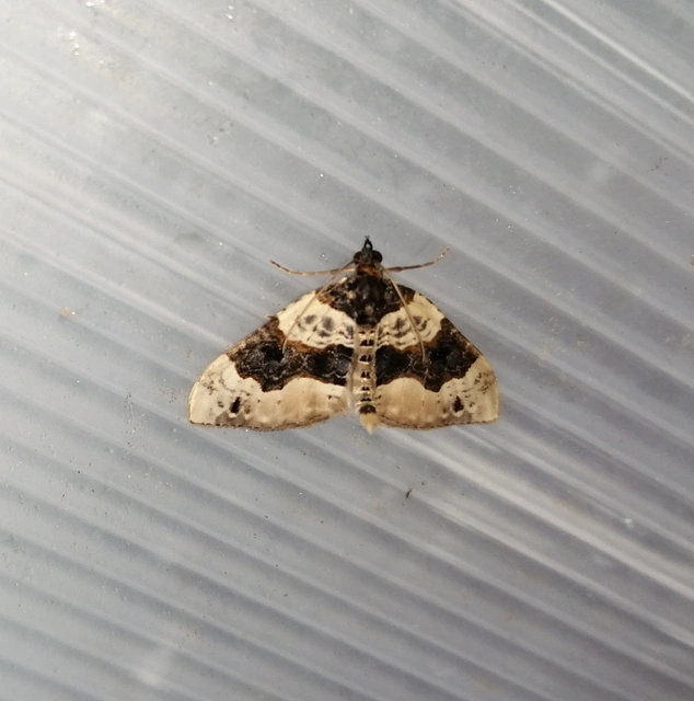 Cosmorhoe ocellata - szemes galajaraszoló
