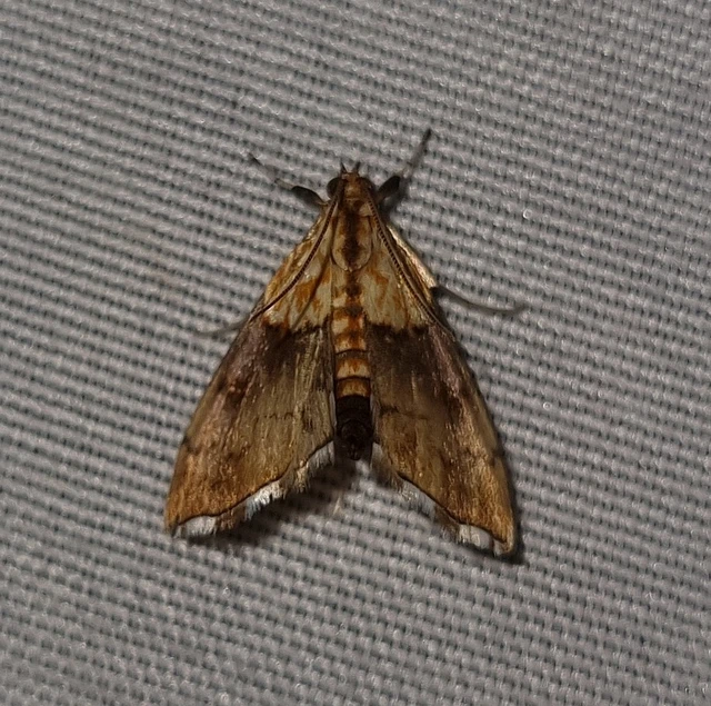 Agrotera nemoralis - ligeti tűzmoly