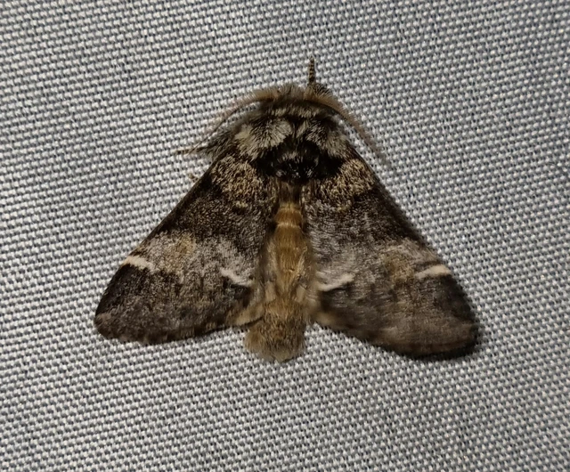 Drymonia dodonea - bélyeges púposszövő