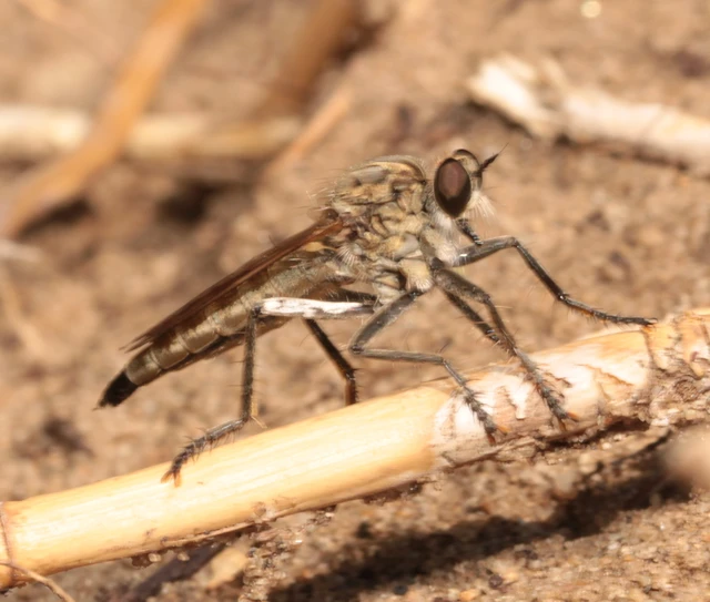 Philonicus albiceps