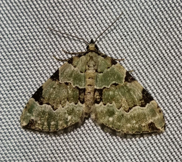 Colostygia pectinataria - zöld levélaraszoló
