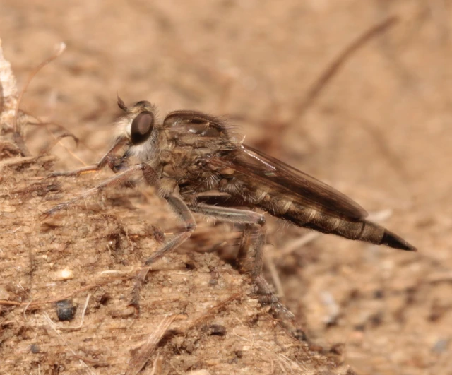 Antiphrisson trifarius