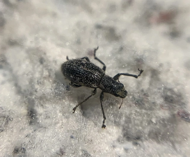 Polydrusus inustus - keleti lombormányos