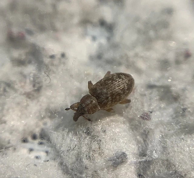 Dorytomus puberulus - feketenyár-hangormányos