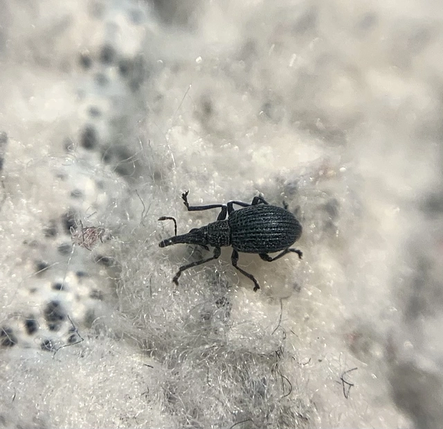 Ischnopterapion loti - szarvaskerep-cickányormányos