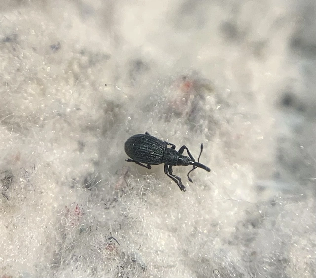 Ischnopterapion loti - szarvaskerep-cickányormányos