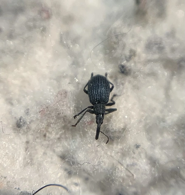 Ischnopterapion loti - szarvaskerep-cickányormányos