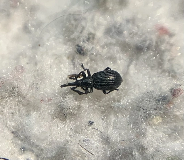 Ischnopterapion loti - szarvaskerep-cickányormányos