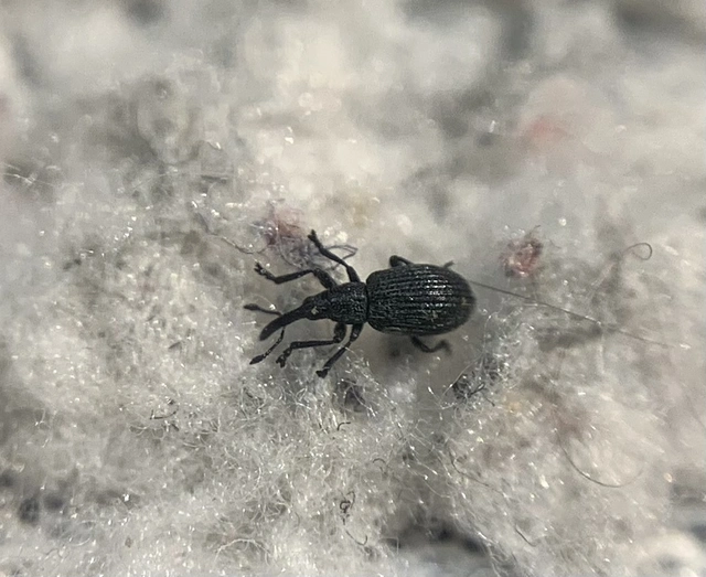 Ischnopterapion loti - szarvaskerep-cickányormányos