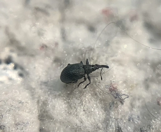 Ischnopterapion loti - szarvaskerep-cickányormányos