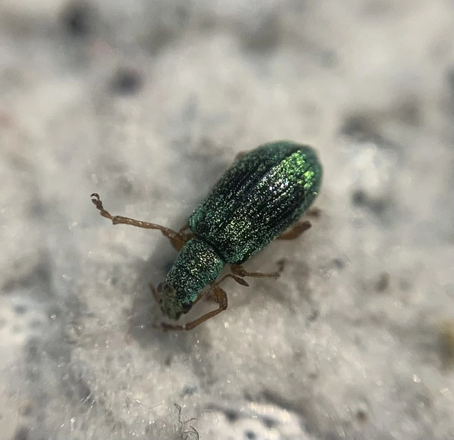 Polydrusus corruscus - kecskefűz-lombormányos