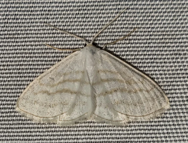 Scopula caricaria - mocsári fehéraraszoló