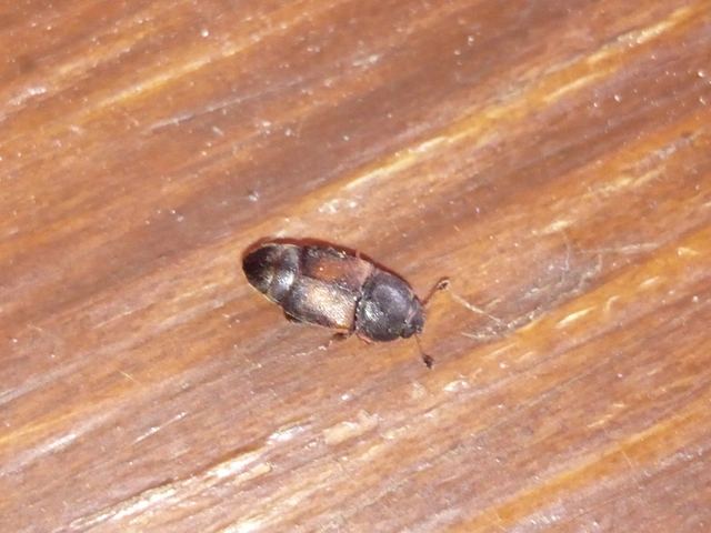 Urophorus rubripennis - vörösszárnyú gyümölcsfénybogár Urophorus rubripennis - vörösszárnyú gyümölcsfénybogár