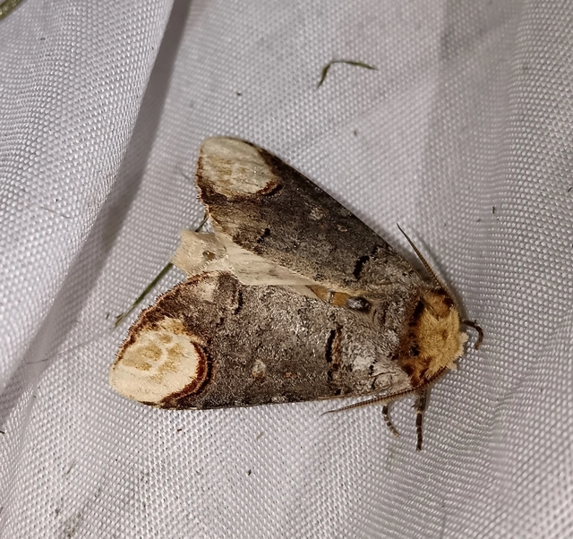 Phalera bucephala - sárgafoltos púposszövő
