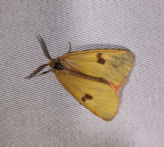 Diacrisia sannio - vörösszélű medvelepke