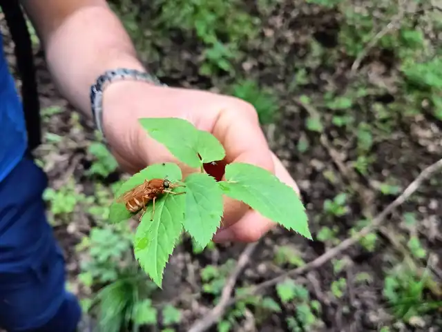 Coenomyia ferruginea - szagos légy