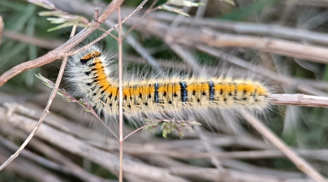 Lasiocampa trifolii - lóhereszövő