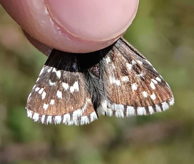 Pyrgus armoricanus - feles busalepke