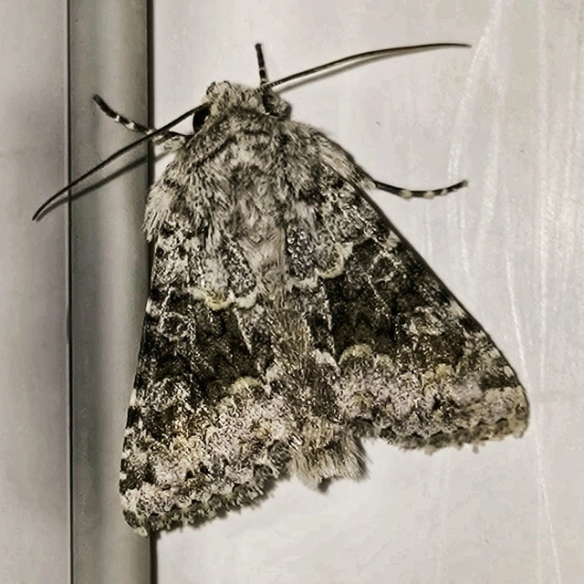 Hecatera bicolorata - világos kertibagoly