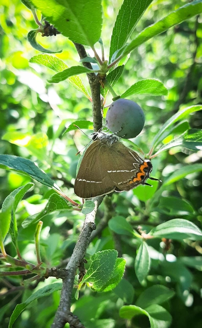 Satyrium w-album - szilfa-csücsköslepke