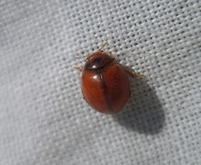 Subcoccinella vigintiquatuorpunctata - lucernaböde