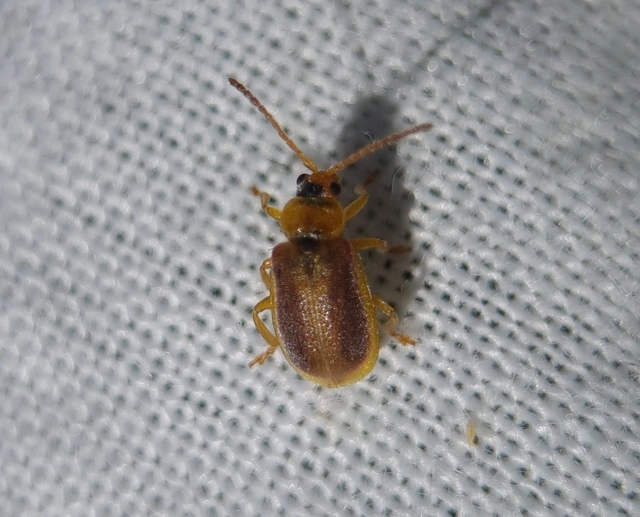 Galerucella