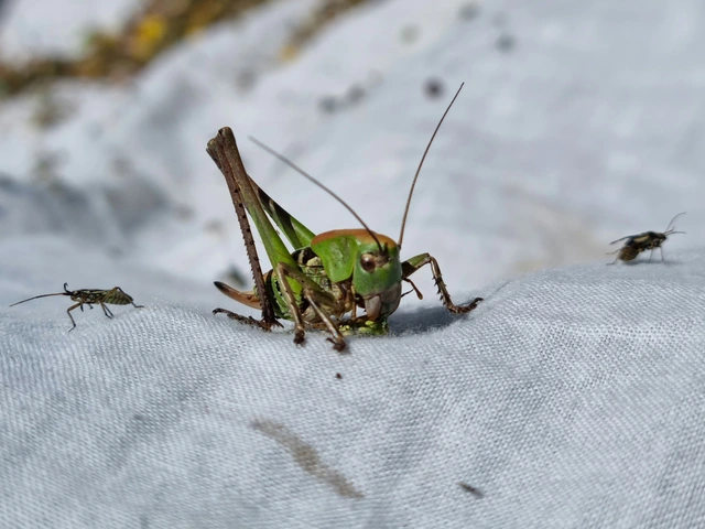 Decticus verrucivorus - szemölcsevő szöcske