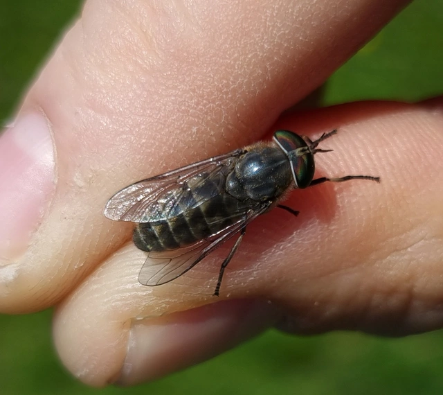 Tabanidae - böglyök
