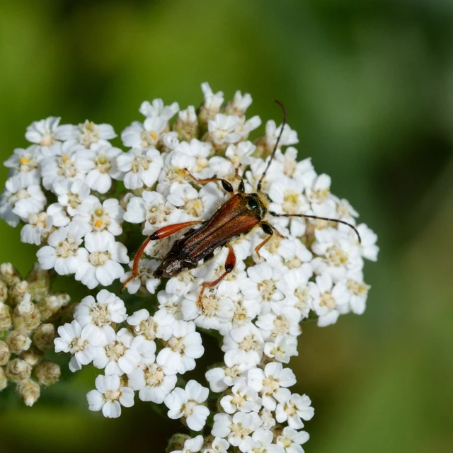 Stenopterus rufus - tarkacsápú keskenyfedőscincér