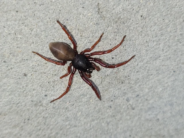 Dysdera