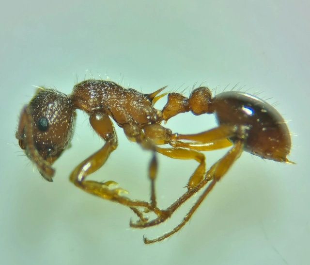 Myrmica schencki - kétszínű bütyköshangya