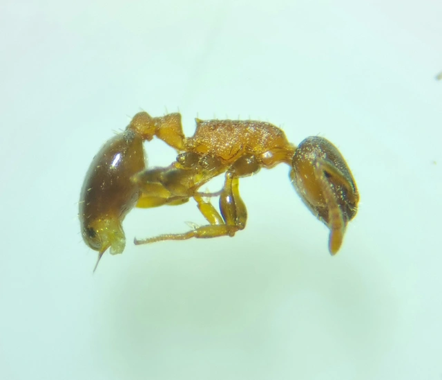 Temnothorax tuberum - barnatorú kéreghangya