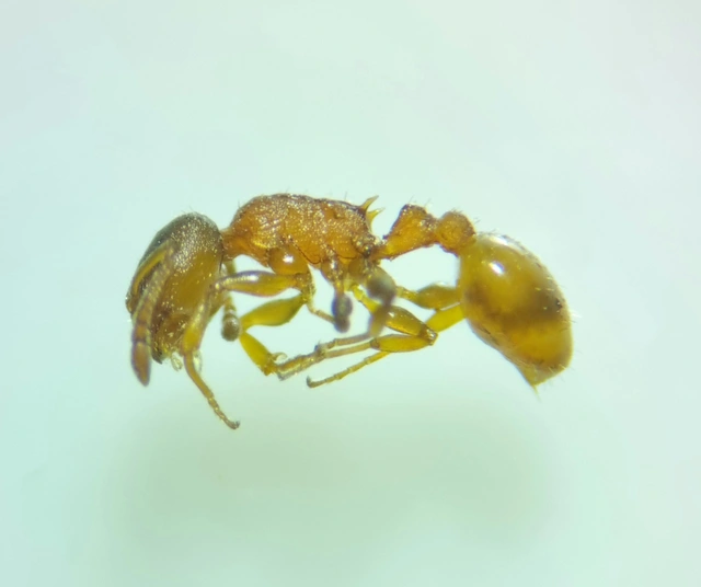 Temnothorax crassispinus - gubacslakó kéreghangya