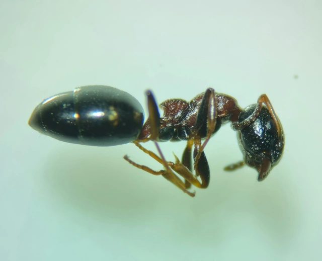 Dolichoderus quadripunctatus - négypettyes erdeihangya