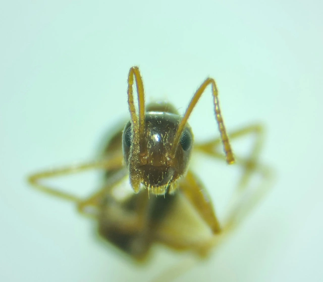 Prenolepis nitens - ragyogóhangya
