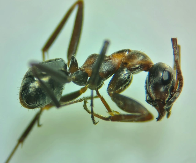 Formica cunicularia - gyakori rabszolgahangya