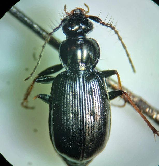 Loricera pilicornis - pilláscsápú futó