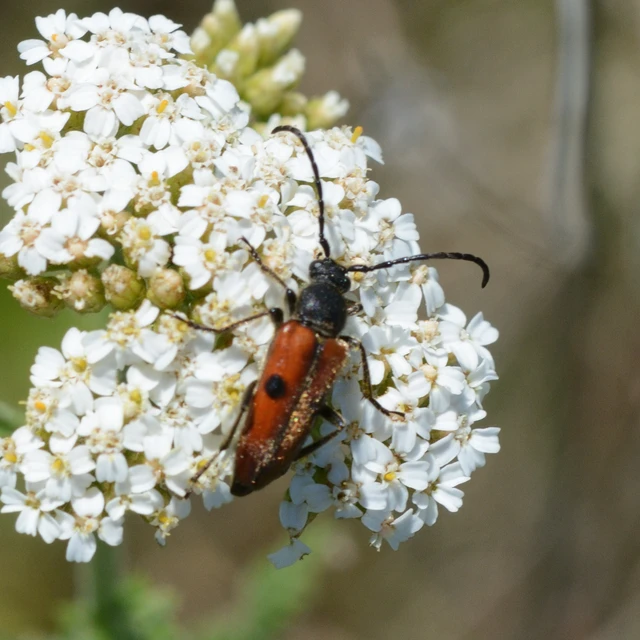 Vadonia unipunctata - kétpettyes virágcincér