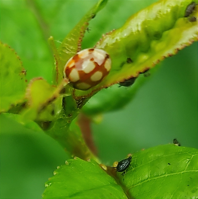 Adalia decempunctata - tízpettyes katica
