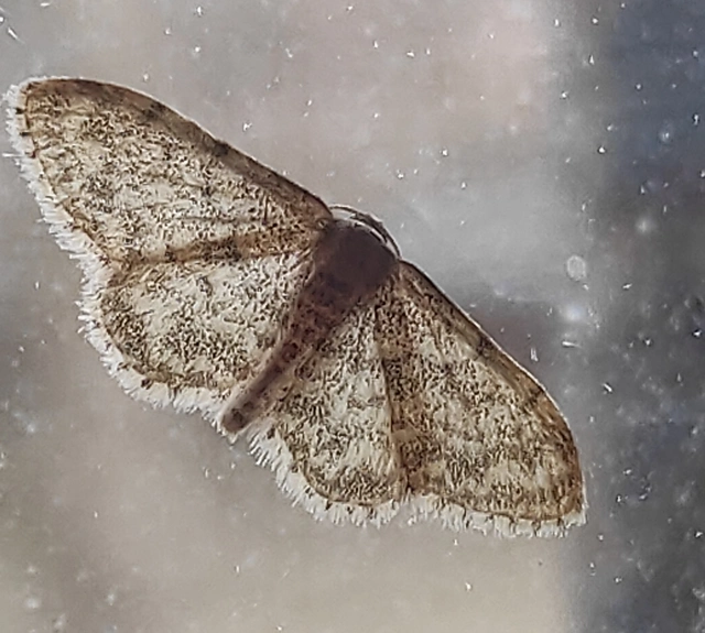 Idaea inquinata - mintás apróaraszoló