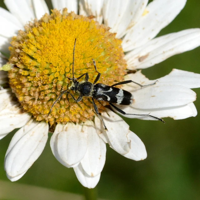 Chlorophorus figuratus - rajzos darázscincér