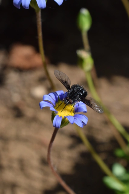 Bombylella atra - ezüstpettyes pöszörlégy