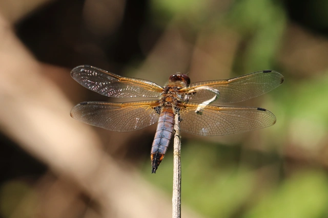 Libellula fulva - kisfoltos laposacsa