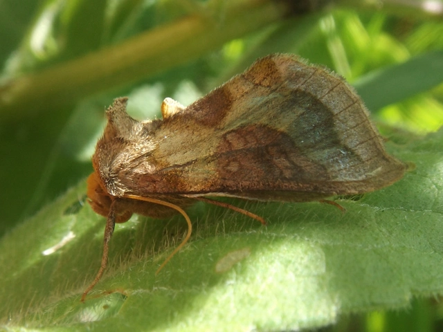 Diachrysia stenochrysis - rejtőző aranybagoly