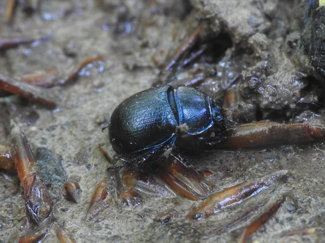 Anoplotrupes stercorosus - erdei álganéjtúró