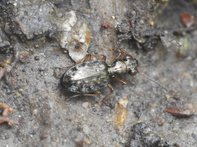 Asaphidion flavipes - közönséges sárfutó