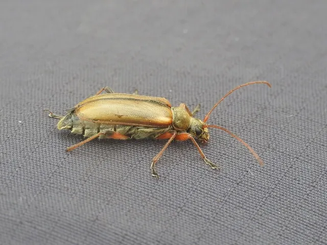 Cortodera humeralis - négyfoltos cserjecincér