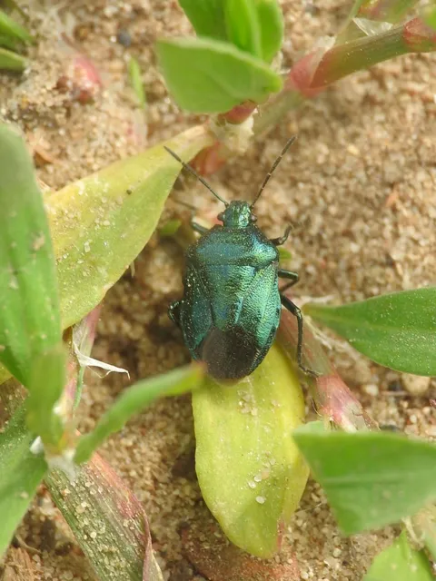 Zicrona caerulea - acélkék poloska Zicrona caerulea - acélkék poloska